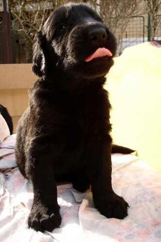 Flat Coated Retriever