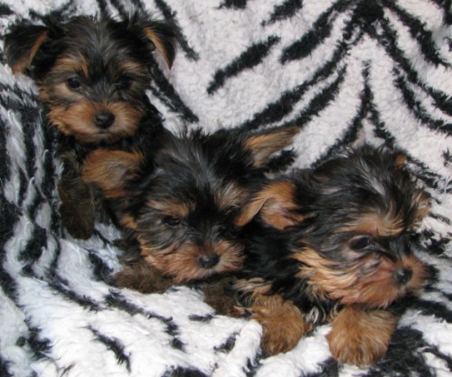 jork��r ,yorkshire