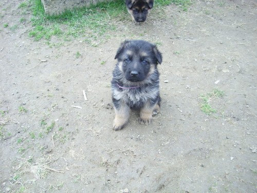 �t��ata-n�meck� ov��k