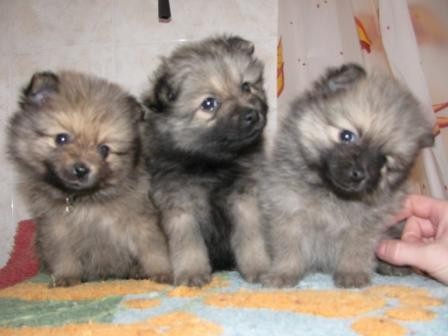 N�meck� �pic mal� -  �t��ata