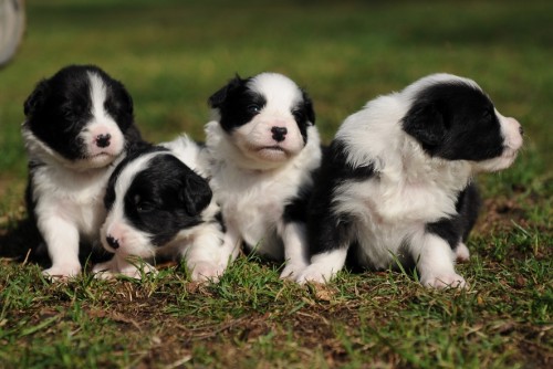 Border collie