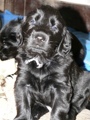 Flat coated retriever s PP