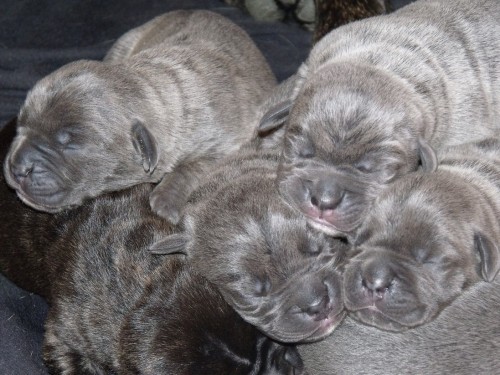 tata Cane Corso