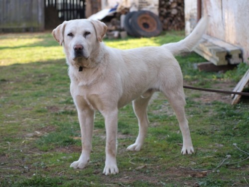 Labrador