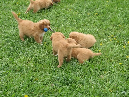 tata Nova Scotia Duck Tollling Retriever