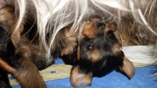 york��rsk� terier