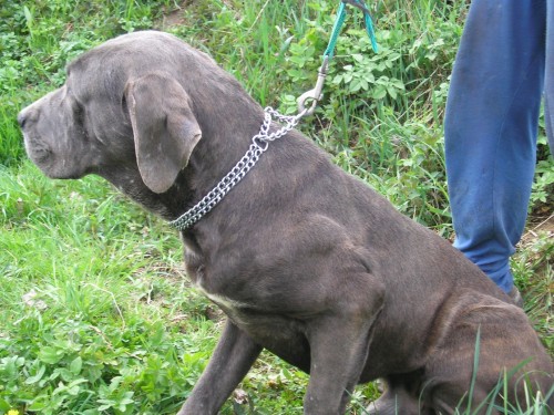 Cane corso - levn prodm psa a fenku bez PP