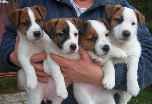 Jack Russell Terrier - tata