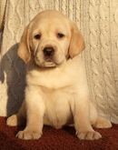 Labrador retriever - ttka s PP