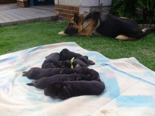 Nab�dka �t��at n�meck�ho ov��ka