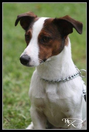 Jack Russel ke kryt