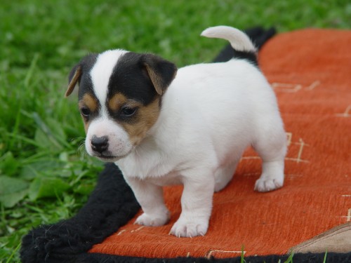 prodm tn jack russell terier