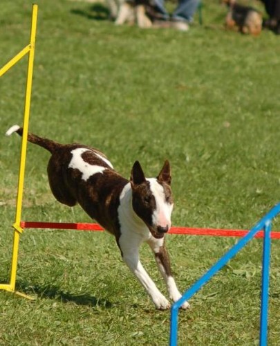 BULL -AGILITY vkend