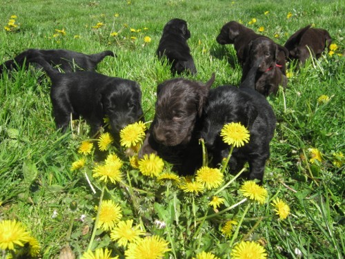 Flat coated retriever s PP- Hnd i ern .