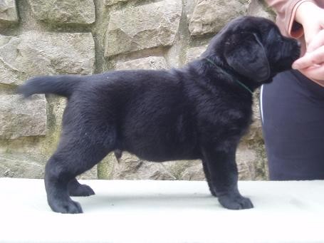 Labradorsk retriever-okoldov a ern ttka s PP