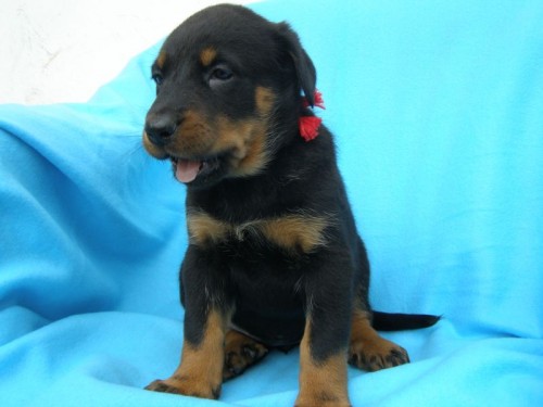 Beauceron