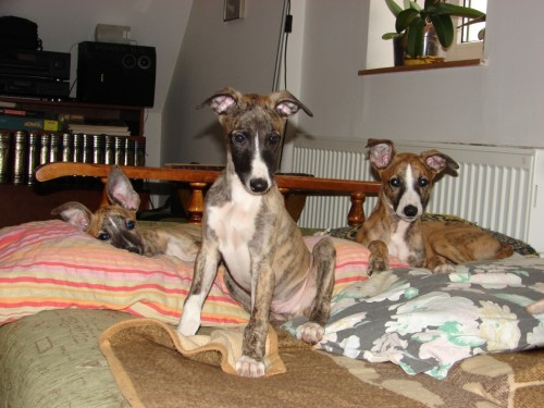 vipet / whippet