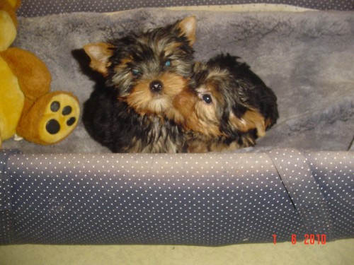 Jork��rsk� terier