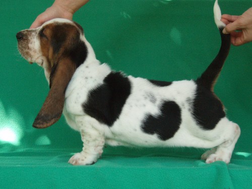 Basset hound