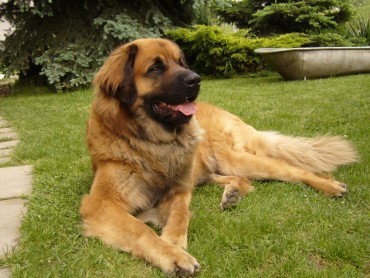 Leonberger