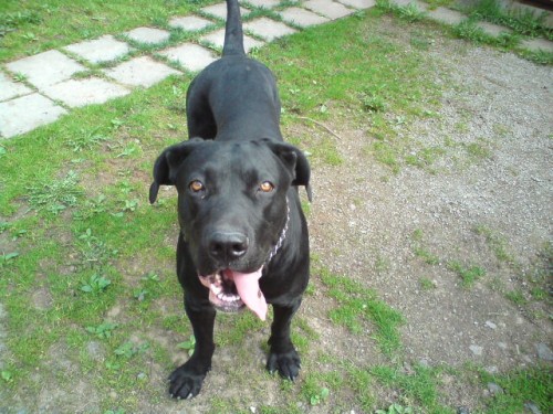 Bandog ke kryt