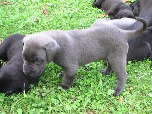 Prod�m Cane Corso