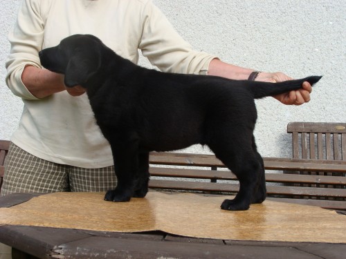 Labradorsk retriever-tn