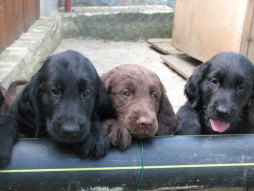 Flat coated retriever