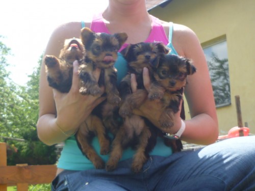 Luxusn� �t���tka jork� s PP za super ceny