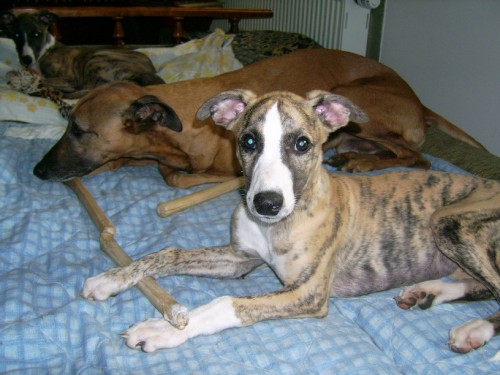 ttko vipet / whippet