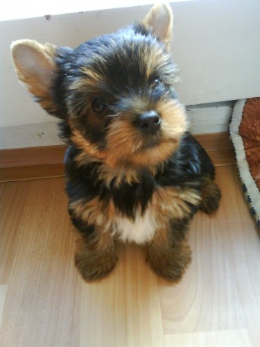 �t���tka jork��rsk�ho teri�ra