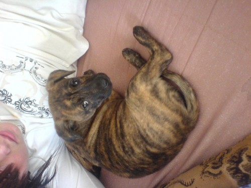 Prod�m 3 a p�l m�s��n� fenku.. Staford k�.boxer.. ��han�