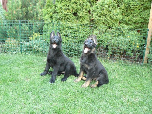 N�meck� ov��k �t��ata s PP