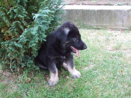  �t��ata N�meck�ho ov��ka