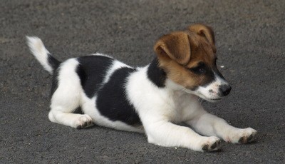 tntka jack russell terier 