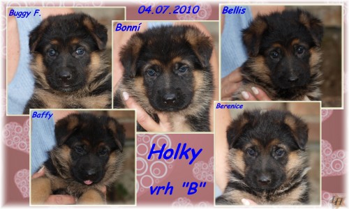 Fenky NO s PP - zahrani�n� kryt�!!