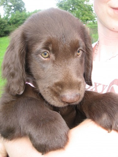 FLAT COATED RETRIEVER