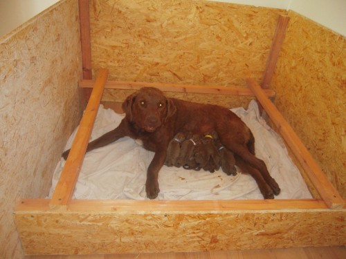 Chesapeake Bay Retrievera