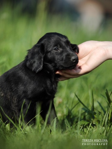 Flat coated retriever s PP - nadstandart:-)