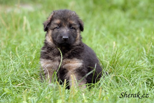 N�MECK� OV��K - dlouhosrst� fenka s PP