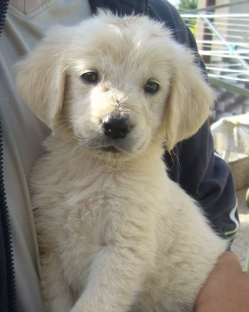 Zlat� retr�vr-prod�m kr�sn� �����tko, bez PP- Sp�ch�