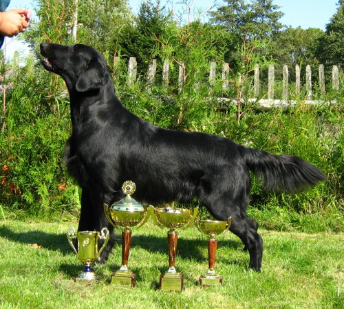 ttka FLAT COATED RETRIEVER s PP