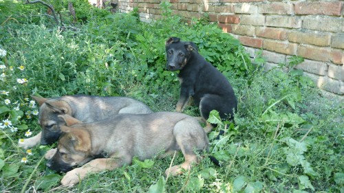 Fenky n�meck�ho ov��ka bez PP