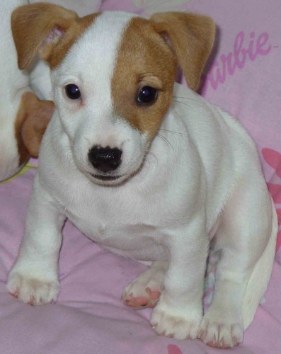Prodm ttka JRT
