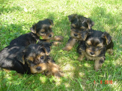 Jork��rsk� terier