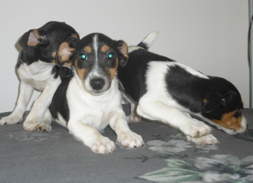 Jack Russel Terier