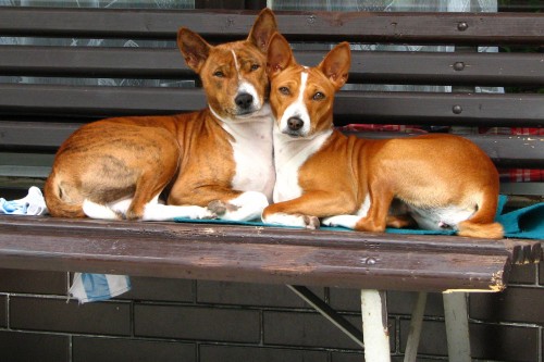 Zadm tata basenji