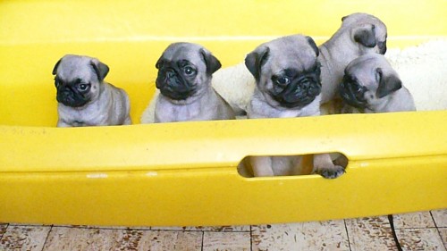 Mops