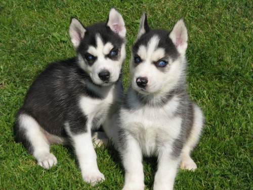 Sibisk husky-