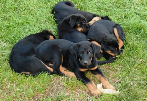 BEAUCERON  francouzsk ovk